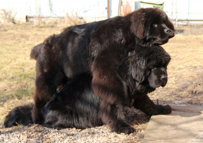 Фото: ньюфаундленд Бегущая по Волнам Хаста ла Виста (Beguschaya po Volnam Hasta la Vista), ньюфаундленд Аллегро Кон Брио Династия Совершенства (Allegro Con Brio Dinastiya Soverchenstva)