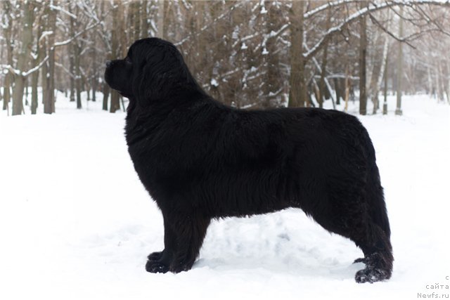 Фото: ньюфаундленд Чарли Большой Малыш (Charly Bolshoj Malysh)