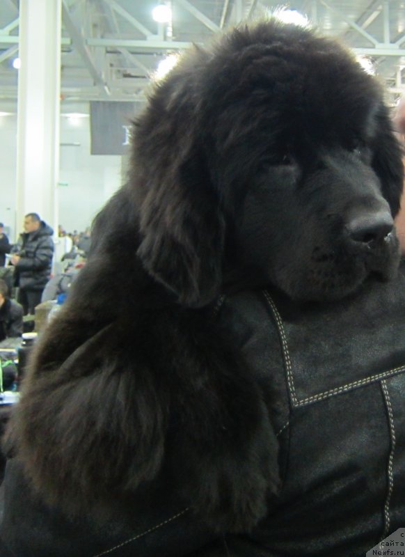 Фото: ньюфаундленд Very Fairweathers Zhade