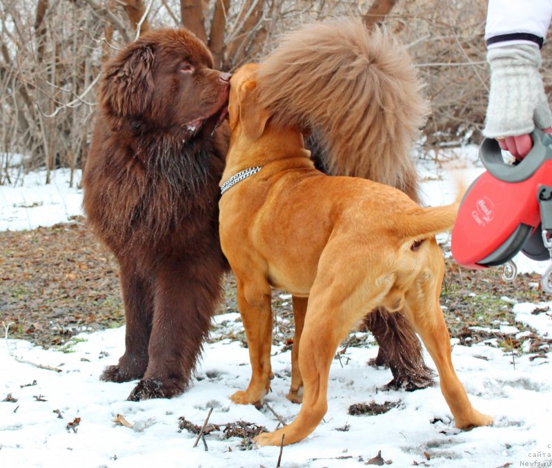 Фото: ньюфаундленд Фактурный Фрукт с Берега Дона (Fakturnyi Frukt s Berega Dona)