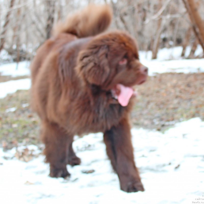Фото: ньюфаундленд Фактурный Фрукт с Берега Дона (Fakturnyi Frukt s Berega Dona)