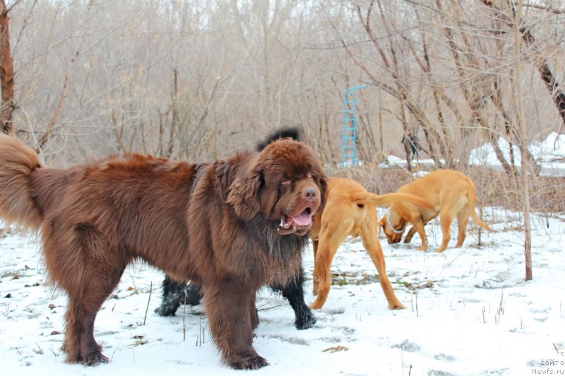 Фото: ньюфаундленд Фактурный Фрукт с Берега Дона (Fakturnyi Frukt s Berega Dona)