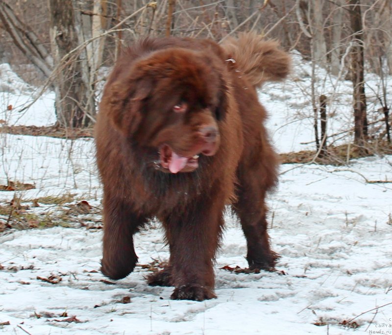 Фото: ньюфаундленд Фактурный Фрукт с Берега Дона (Fakturnyi Frukt s Berega Dona)