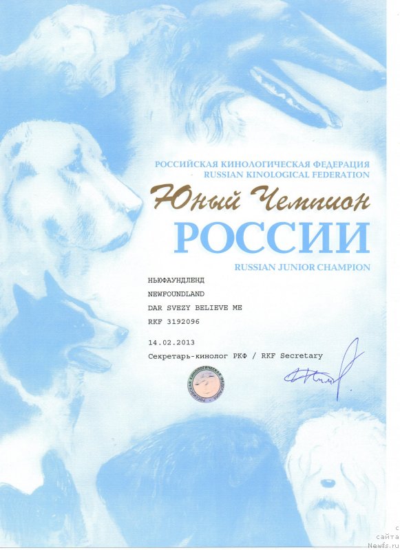 Фото: ньюфаундленд Дар Свезы Белив Ми (Dar Svezy Believe Me)