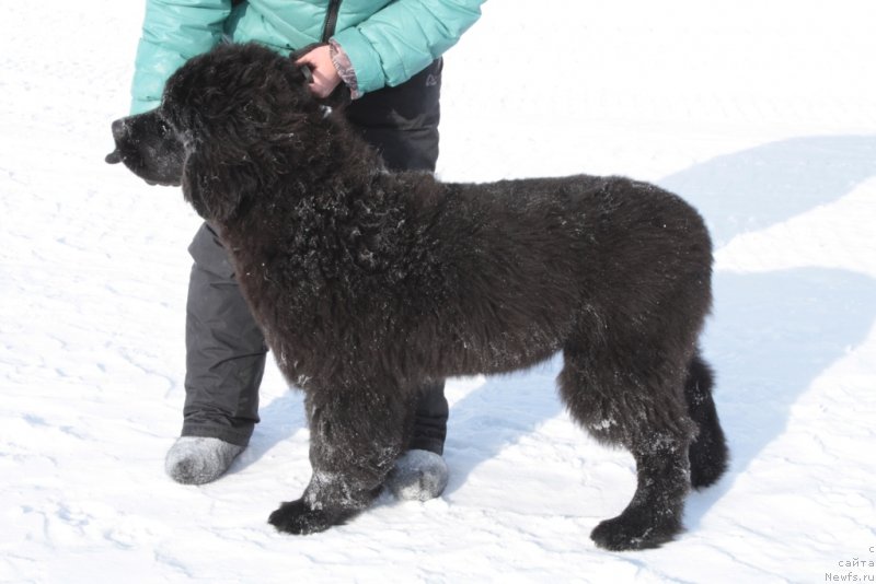Фото: ньюфаундленд Явная Красота