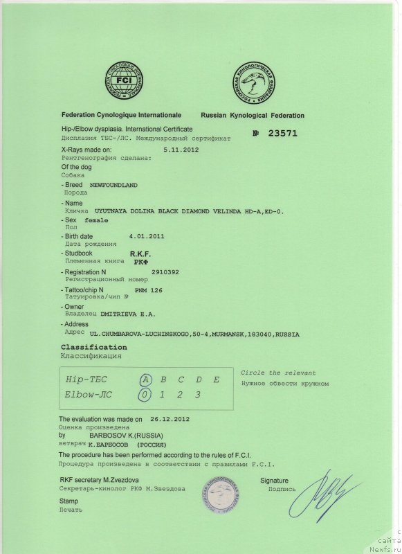 Фото: ньюфаундленд Уютная Долина Блэк Даймонд Велинда (Uyutnaya Dolina Black Diamond Velinda)