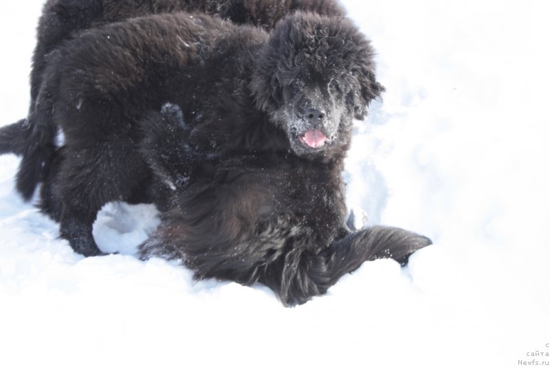 Фото: ньюфаундленд Яхонт Драгоценный