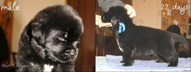 Фотография № 119990