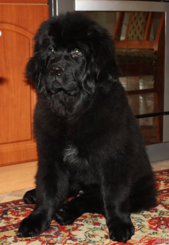 Фото: ньюфаундленд Соул оф Роуз Алистер