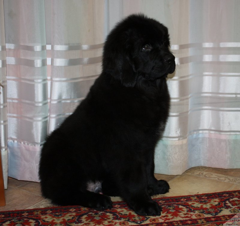 Фото: ньюфаундленд Соул оф Роуз Алистер