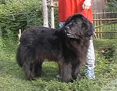 Фото: ньюфаундленд Веста Лайф Сейвер