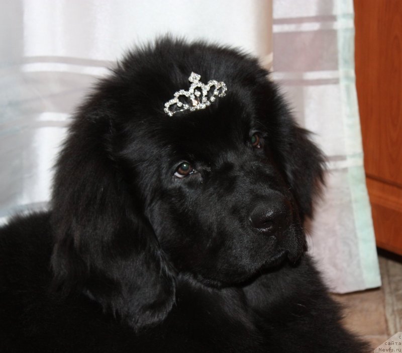 Фото: ньюфаундленд Соул оф Роуз Ассиа