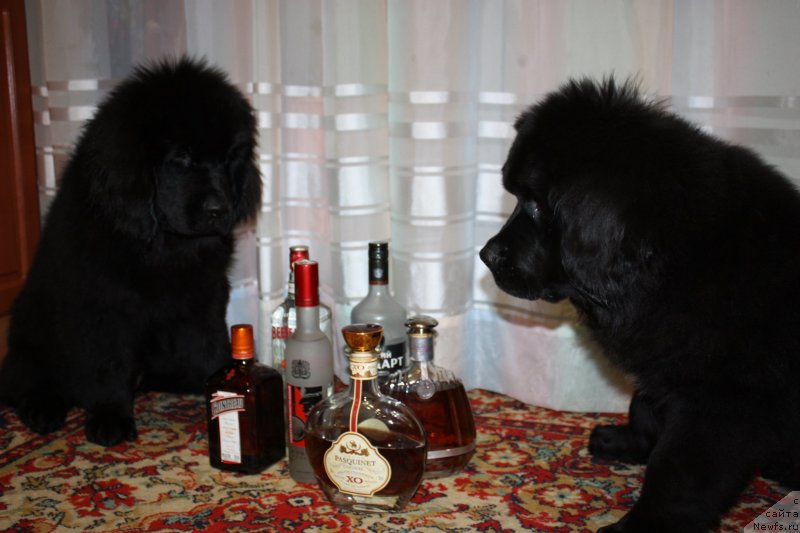 Фото: ньюфаундленд Соул оф Роуз Ассиа, ньюфаундленд Соул оф Роуз Алистер