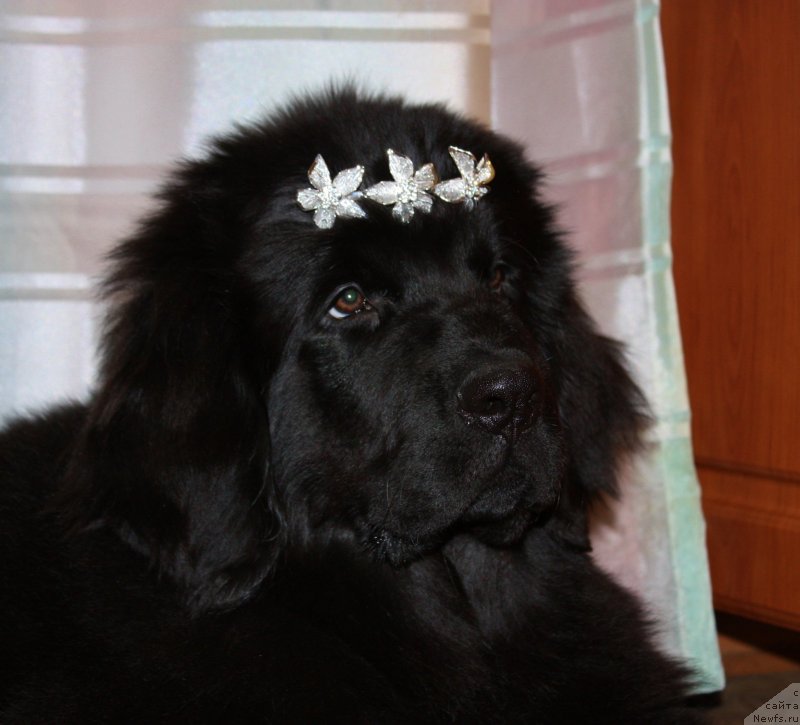 Фото: ньюфаундленд Соул оф Роуз Ассиа