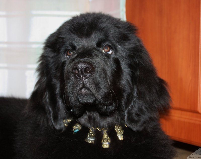 Фото: ньюфаундленд Соул оф Роуз Ассиа