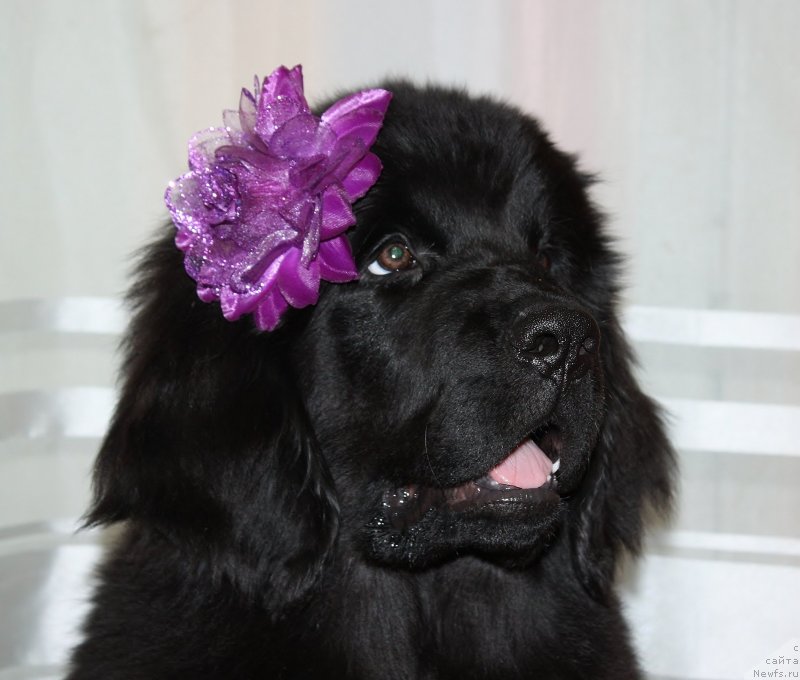 Фото: ньюфаундленд Соул оф Роуз Ассиа