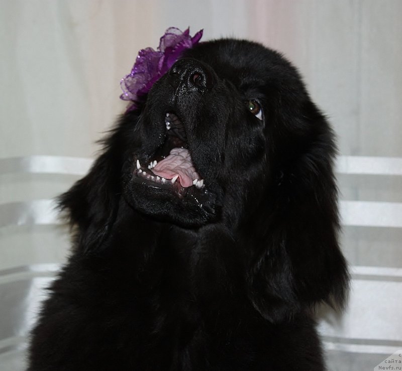 Фото: ньюфаундленд Соул оф Роуз Ассиа