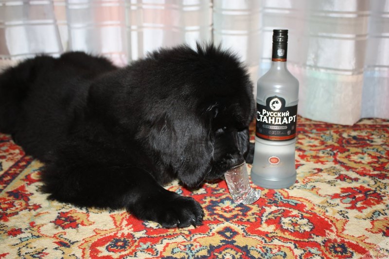 Фото: ньюфаундленд Соул оф Роуз Алистер