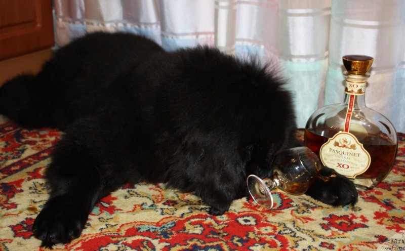 Фото: ньюфаундленд Соул оф Роуз Алистер