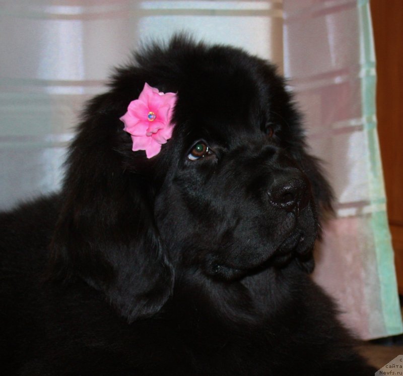 Фото: ньюфаундленд Соул оф Роуз Ассиа