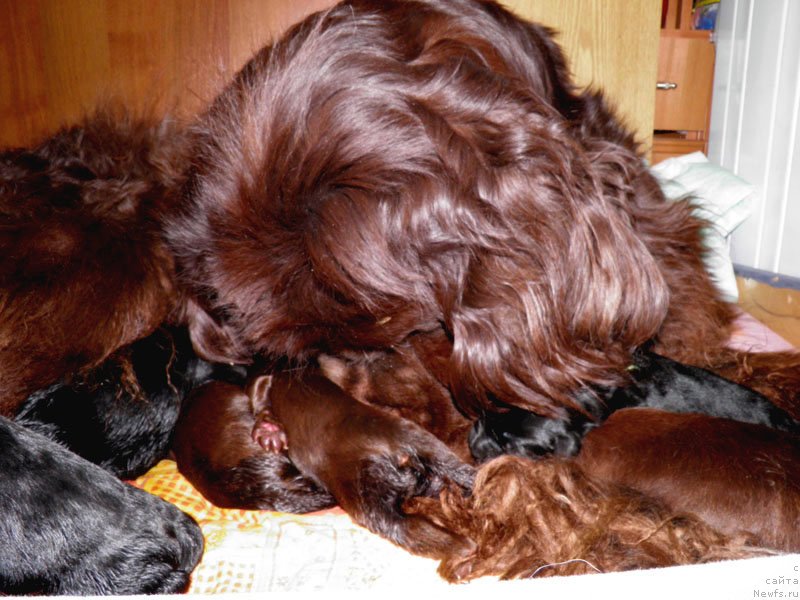 Фото: ньюфаундленд Джаконда