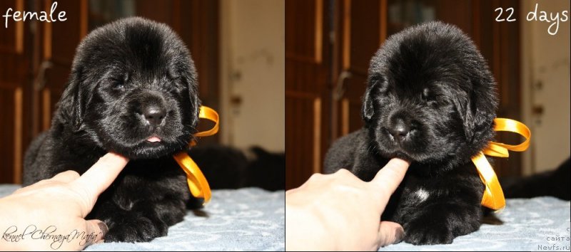 Фотография № 120025