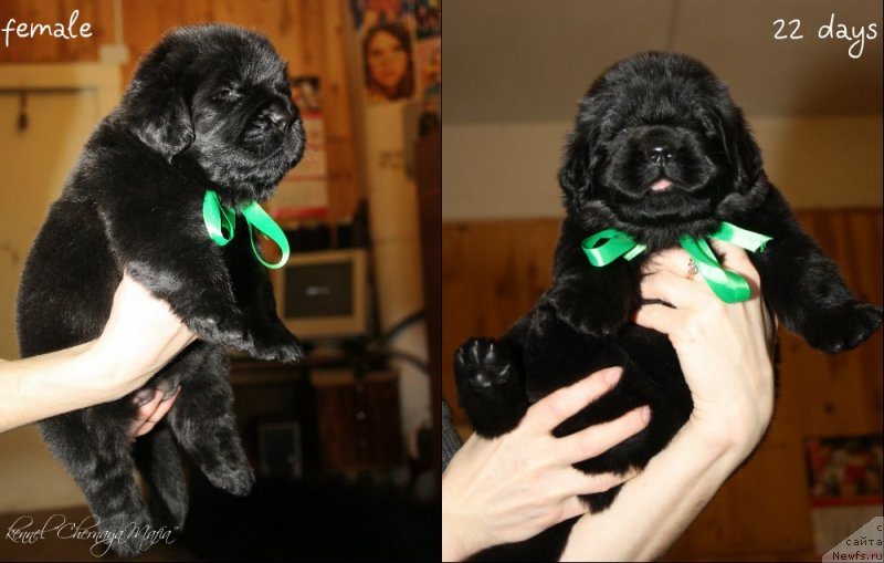 Фотография № 120029