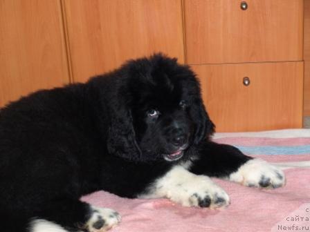 Фото: ньюфаундленд Питерньюф Жить Хорошо (Piternyuf Zhit' Horosho)