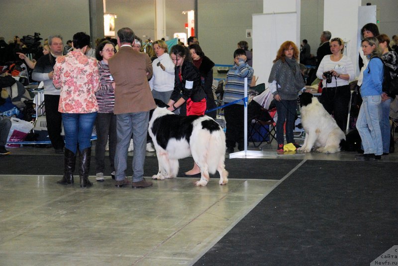 Фото: ньюфаундленд Хьюго Босс из Уникальной Коллекции, Маргарита Долотова
