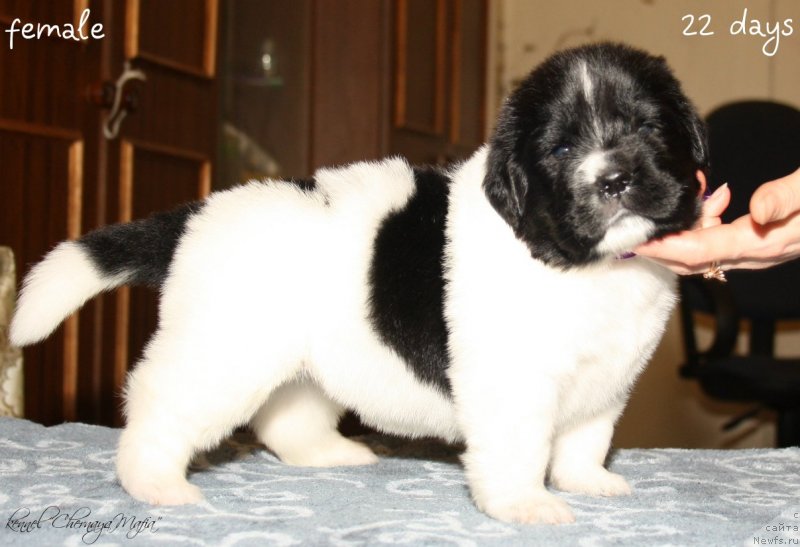 Фотография № 120037