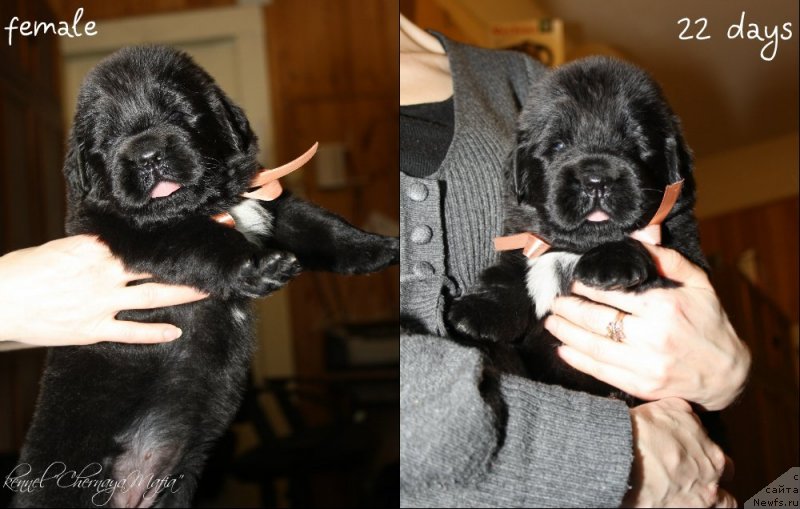 Фото: ньюфаундленд Черная Мафия Зоне оф Лове (Chernaya Mafia Zone of Love)