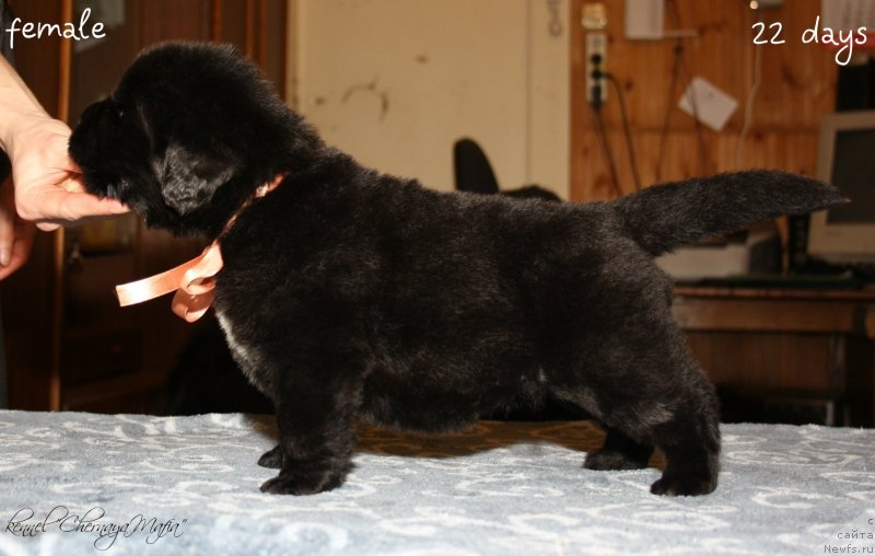 Фотография № 120039