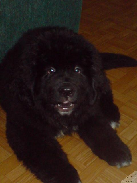 Фото: Питерньюф Жизнь Хороша