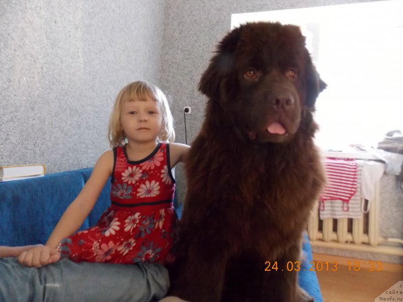 Фото: ньюфаундленд Хохотушка с Берега Дона (Hohotushka s Berega Dona)