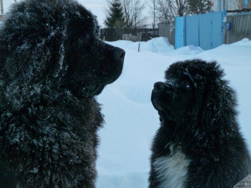 Фото: [d11747] и, ньюфаундленд Дак Прайд Вивьен (Dark Pride Vivienne)