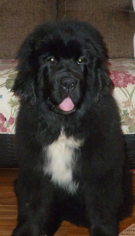 Фото: ньюфаундленд Дак Прайд Вивьен (Dark Pride Vivienne)