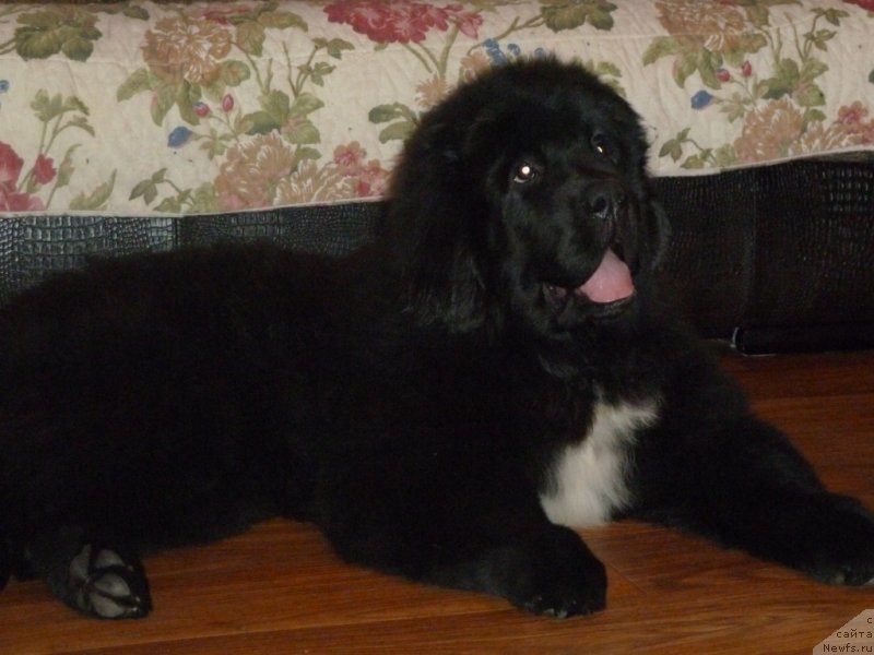 Фото: ньюфаундленд Дак Прайд Вивьен (Dark Pride Vivienne)