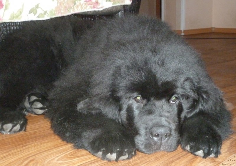 Фото: ньюфаундленд Дак Прайд Вивьен (Dark Pride Vivienne)