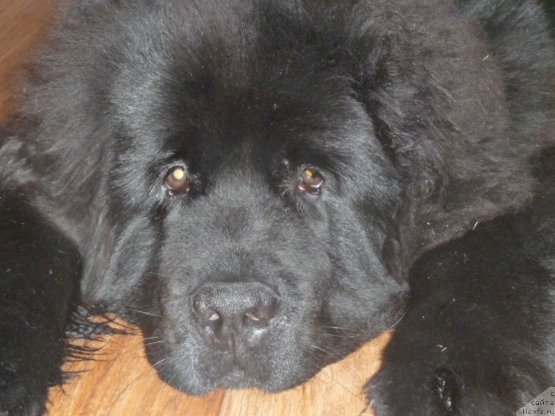 Фото: ньюфаундленд Ньюфорт Харт Брейкер