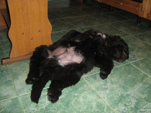 Фото: ньюфаундленд На Гребне Волны Королевский Сын