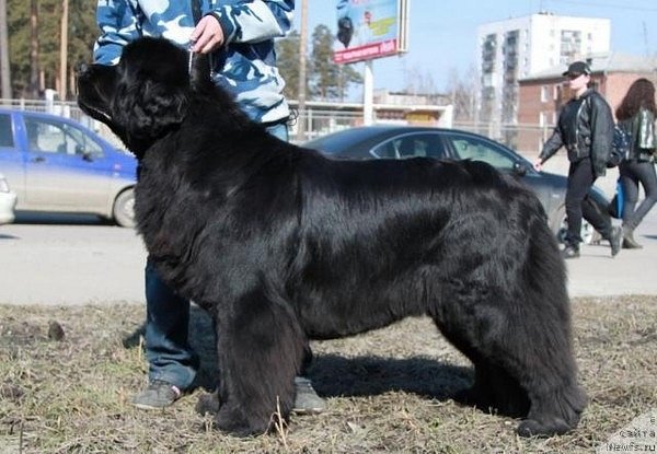 Фото: ньюфаундленд Бегущая по Волнам Сеньорита Сенсация