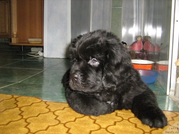 Фото: ньюфаундленд На Гребне Волны Королевский Сын