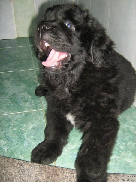 Фото: ньюфаундленд На Гребне Волны Королевский Сын