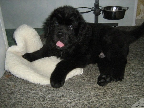 Фото: ньюфаундленд На Гребне Волны Королевский Сын