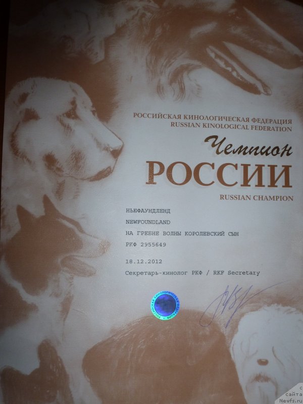 Фото: ньюфаундленд На Гребне Волны Королевский Сын