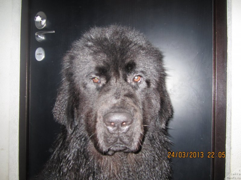 Фото: ньюфаундленд Ван Лен Тайм Олдер