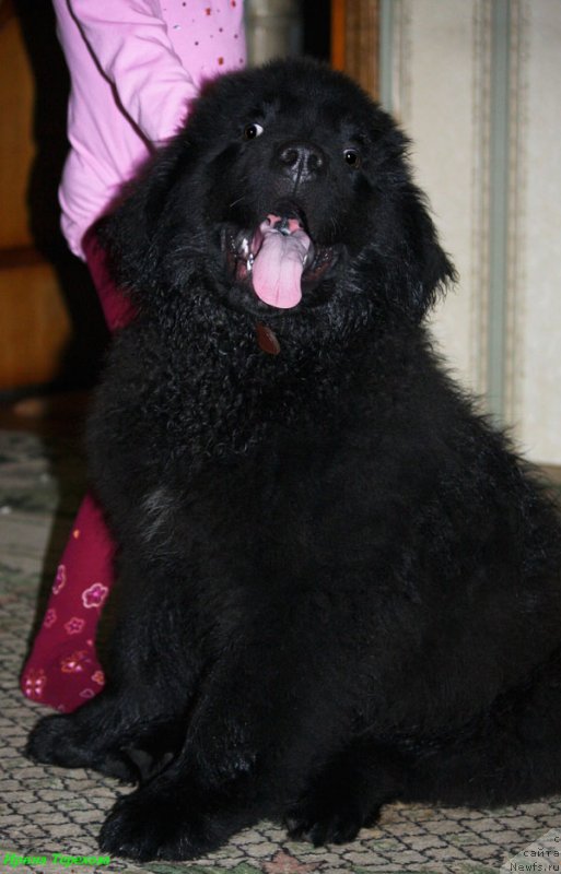 Фото: ньюфаундленд Чарльз Балу Блек Биар