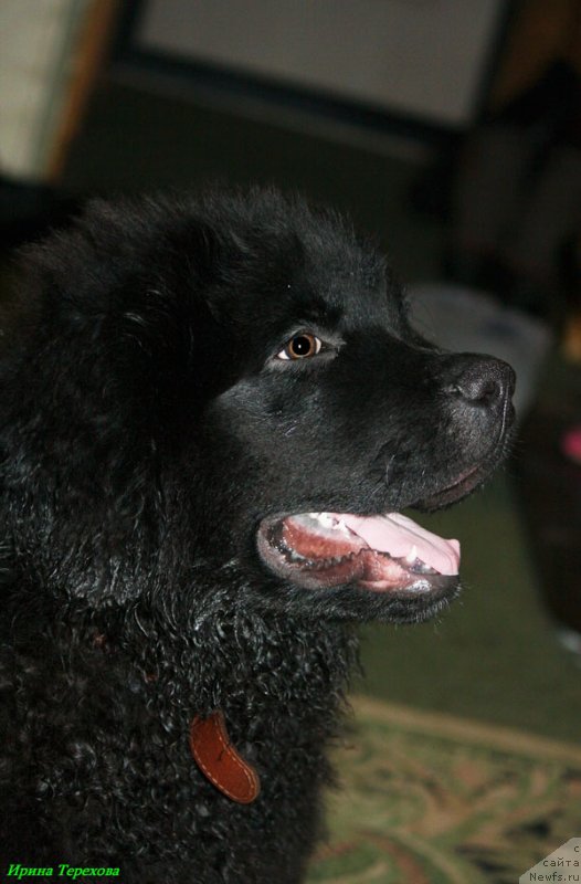 Фото: ньюфаундленд Чарльз Балу Блек Биар