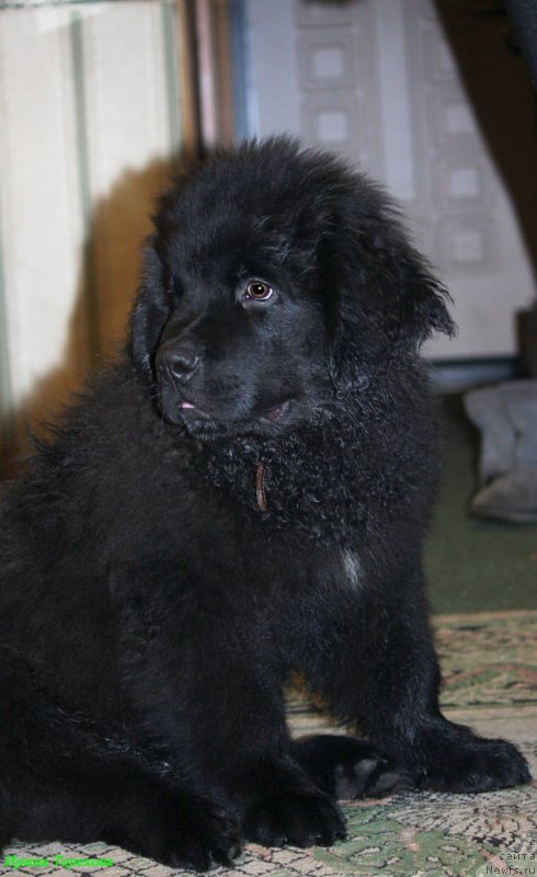 Фото: ньюфаундленд Чарльз Балу Блек Биар