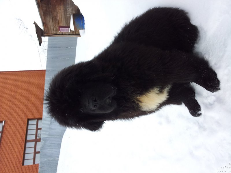 Фото: ньюфаундленд Дак Прайд Ван Гог (Dark Pride Van Gogh)